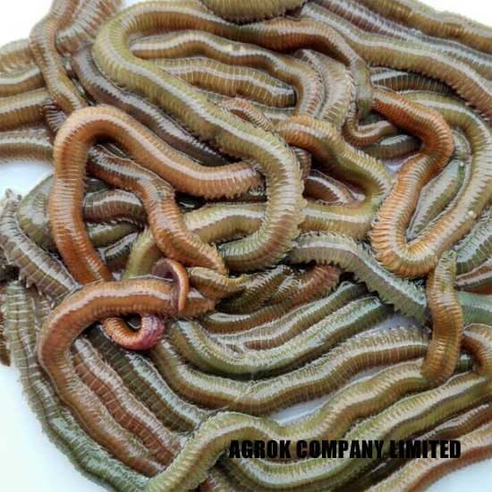 Arenicola (Lugworm) Nedir? Live Bait Yem Olarak Kullanımı