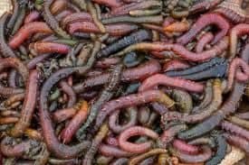 oltayemi, oltayemi.com.tr, olta yemi, canlı yem, canlı balık yemi, donuk yem, canlı sülünez, mamun, bibi, boru kurdu, kaya kurdu, teke, canlı midye, lugworm, çin kurdu, donuk sardalya, donuk hamsi, donuk karides, donuk kalamar, surf casting takımları, dip takımları, paternoster takımı, ikili askı takımı, tek iğneli uzun köstek, glow boncuklu takım, urfe rig, rabeira rig, trave lungo, trave corto, trave scorrevole, levrek takımı, çipura takımı, mırmır takımı, eşkina takımı, Dalyan Oltacılık, Beylikdüzü balıkçılık, toptan canlı yem, perakende canlı yem