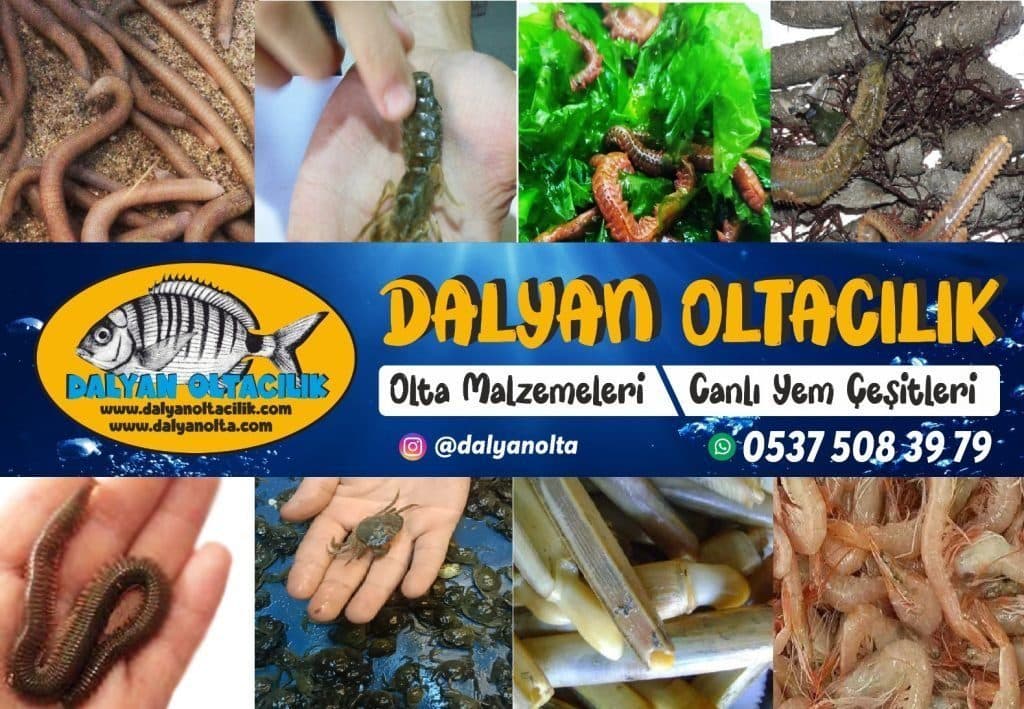 Canlı Balık Yemleri Nedir? (Tatlı Su – Deniz – Bölgesel Rehber)