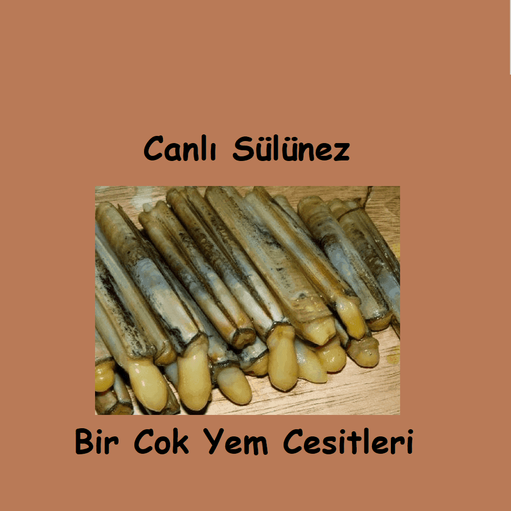 Canlı Sülünez Nasıl Gönderilir? Kargo ve Tazelik Süreci