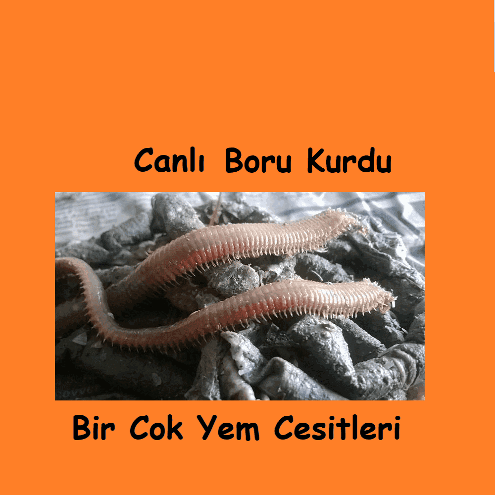 Canlı Borukurdu Nasıl Takılır? Levrek ve Çipura İçin En Etkili Yöntemler Canlı Borukurdu Nasıl Takılır? Levrek ve Çipura İçin En Etkili Yöntemler