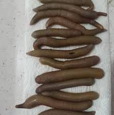 Canlı Boru Kurdu (Sülünez) Nedir? Aynı Yem mi, Farklı mı?