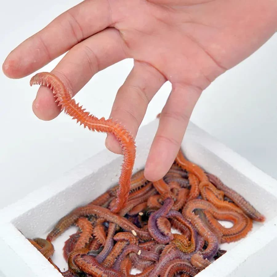 Deniz Solucanı (Lugworm)